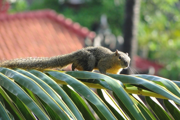 Zdjęcie z Indonezji - Balijska wiewioreczka 