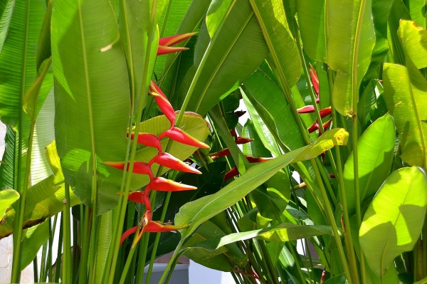Zdjęcie z Indonezji - Tropikalna flora