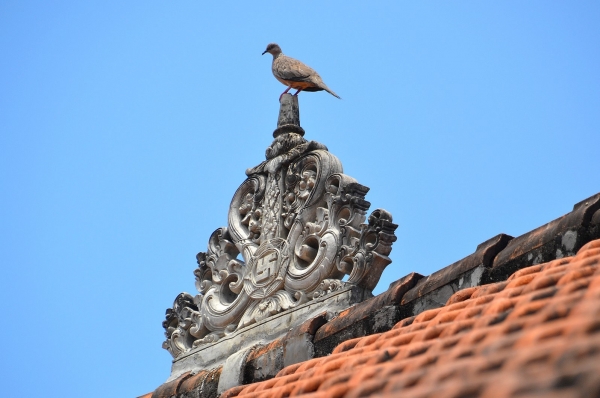 Zdjęcie z Indonezji - Ptaszek na dachu :)