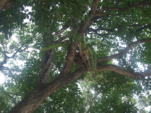 Zdjęcie z Meksyku - kilka na jednym drzewie