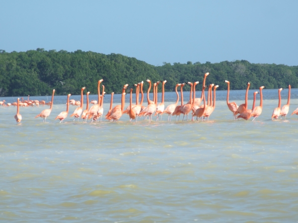 Zdjęcie z Meksyku - flamingi karmazynowe