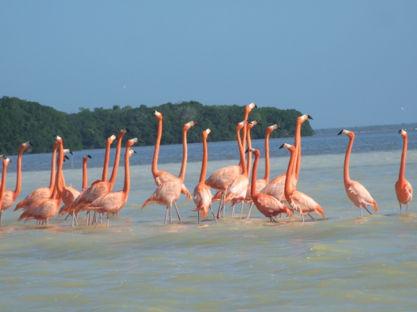 Zdjęcie z Meksyku - flamingi