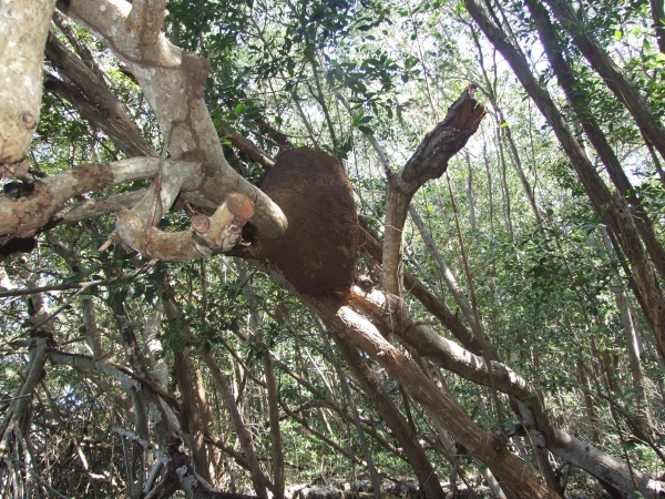 Zdjęcie z Meksyku - gniazdo termitów