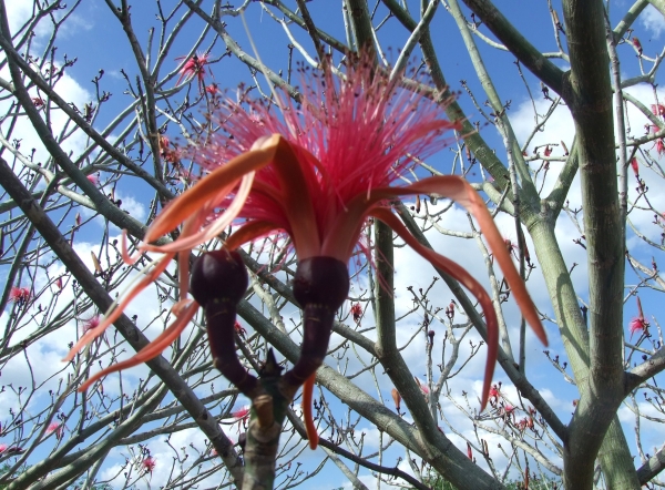 Zdjęcie z Meksyku - kwiaty puchatki
