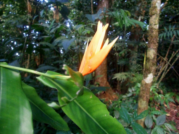 Zdjęcie z Meksyku - kwiatek