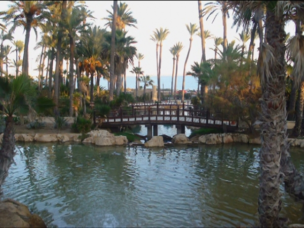 Zdjęcie z Hiszpanii - Palmowy Park w Alicante