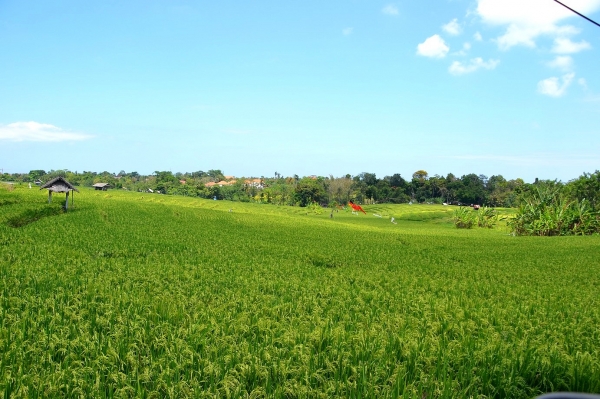 Zdjęcie z Indonezji - Pola ryzowe w drodze z Legian do Tanah Lot