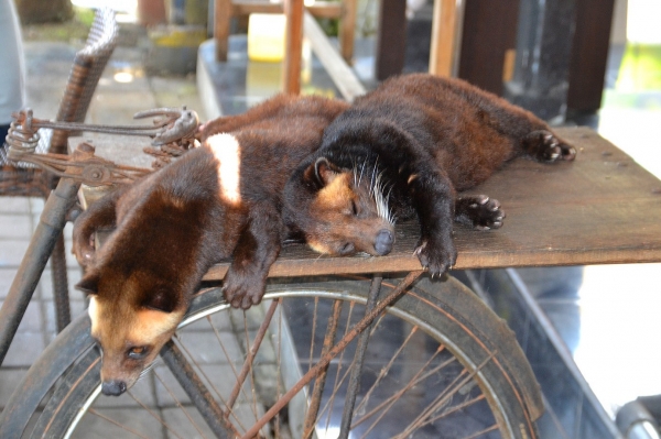 Zdjęcie z Indonezji - Dwa łaskuny muzanga czyli luwaki
