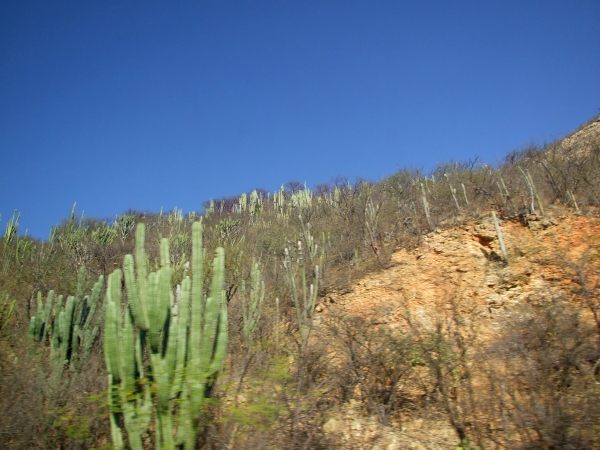 Zdjęcie z Meksyku - górska roślinność