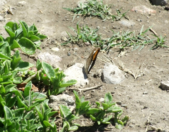 Zdjęcie z Meksyku - i motylek
