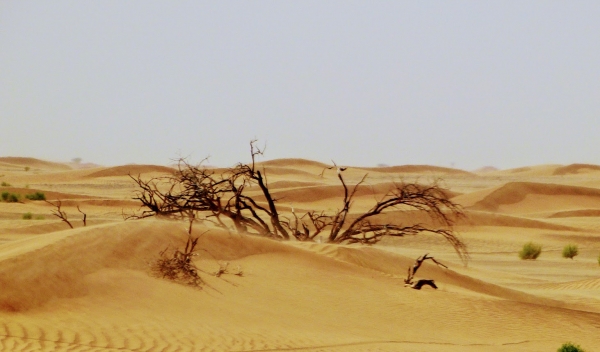 Zdjęcie z Omanu - jeszcze pstryk z pustyni mijanej po drodze....