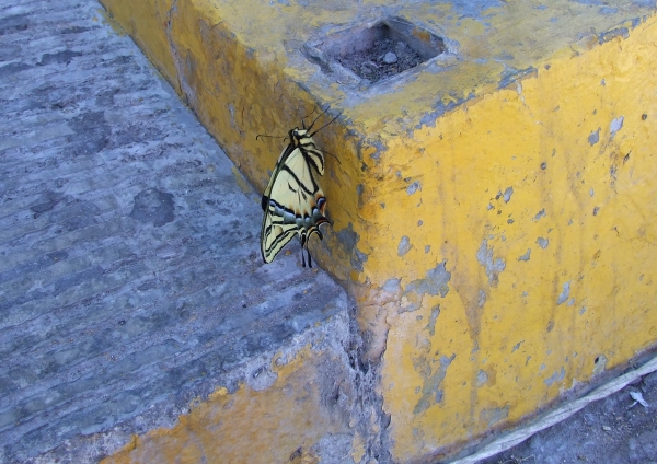 Zdjęcie z Meksyku - motylek