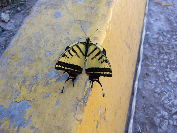 Zdjęcie z Meksyku - meksykański motyl