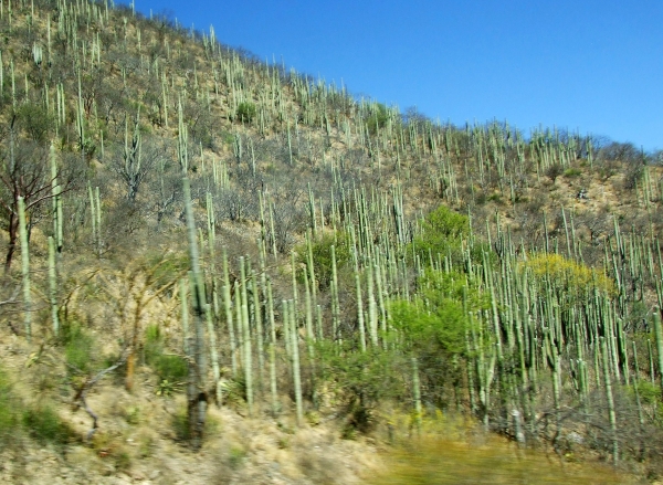 Zdjęcie z Meksyku - kaktusy