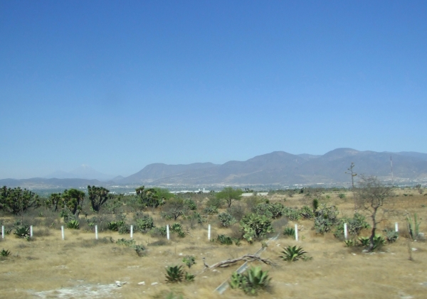 Zdjęcie z Meksyku - agawy, juki