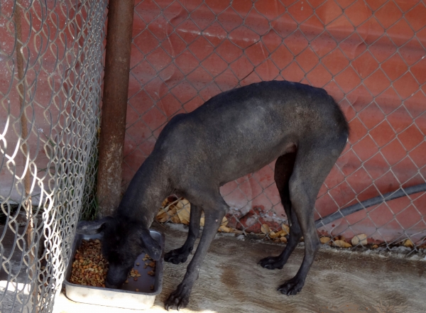 Zdjęcie z Meksyku - pies bez sierści