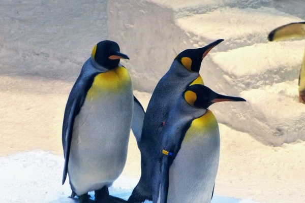 Zdjęcie z Zjednoczonych Emiratów Arabskich - pingwiny cesarskie - piękne, wspaniałe zwierzęta