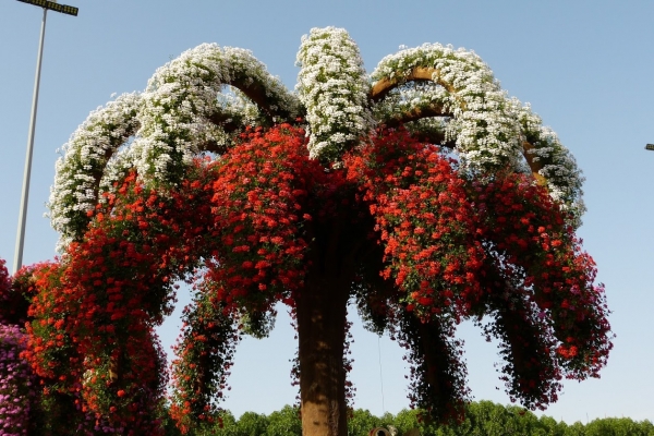 Zdjęcie z Zjednoczonych Emiratów Arabskich - palmy mają tu różny wymiar kolorystyczny.... 