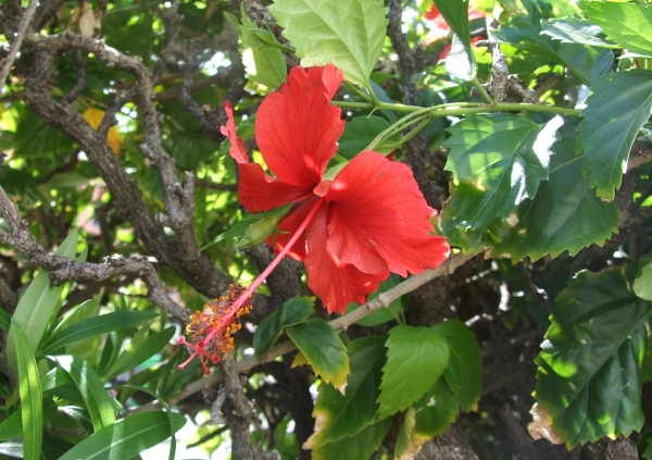 Zdjęcie z Meksyku - flora