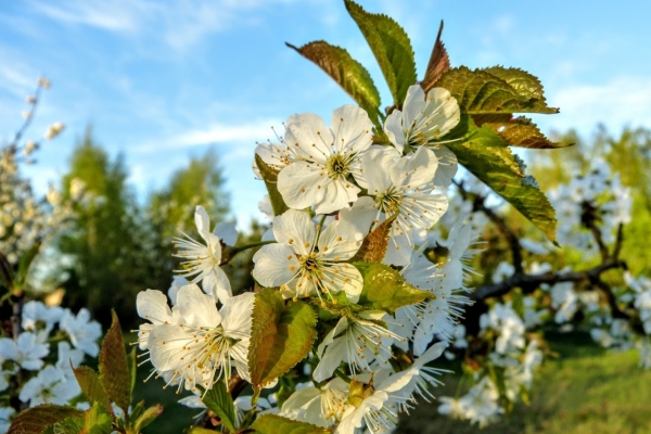 Zdjęcie z Polski - owocowe kwiatowe cudeńka