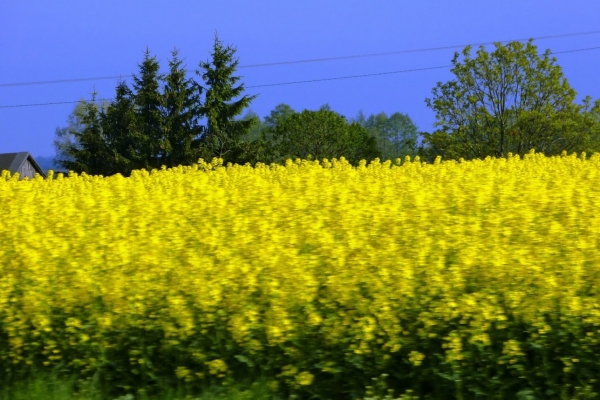 Zdjęcie z Polski - rzepakowe żółtości po drodze