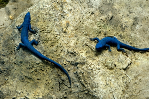 Zdjęcie z Włoch - bardzo rzadka niebieska jaszczurka; endemit zamieszkujący Capri