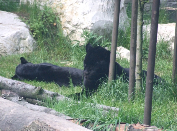 Zdjęcie z Polski - czarne jaguary