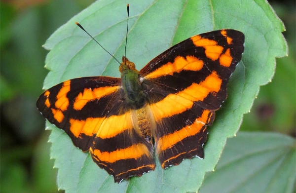 Zdjęcie z Indonezji - Motylek