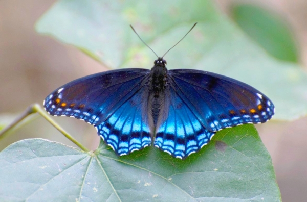 Zdjęcie z Indonezji - Motylek upolowany w ogrodzie swiatyni Pura Dalem Kahyangan