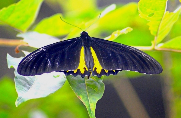 Zdjęcie z Indonezji - Motyl "upolowany" w ogrodach Pura Dalem Kahyangan