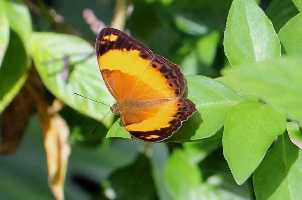 Zdjęcie z Indonezji - I jeszcze jeden motylek