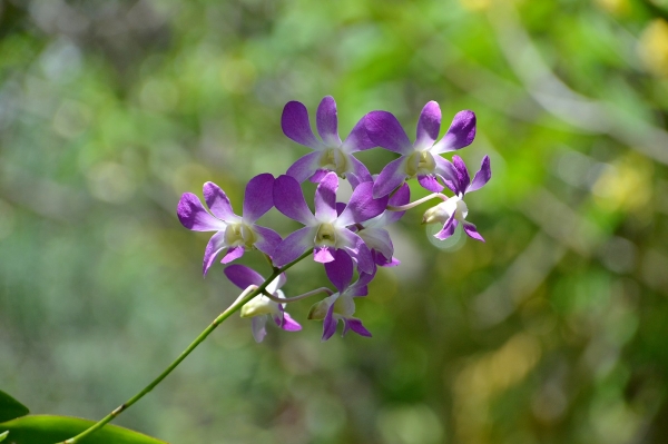 Zdjęcie z Indonezji - Piekna flora