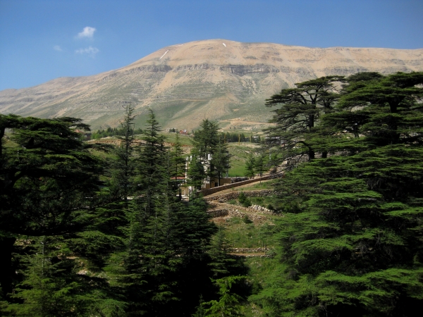 Zdjecie - Liban - Przyroda