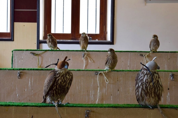 Zdjęcie z Kataru - Targ sokolow i innych ptakow lownych