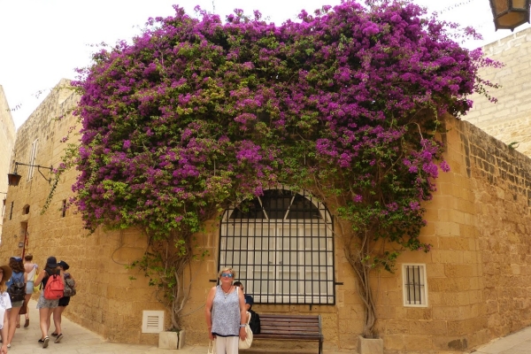 Zdjęcie z Malty - cudowna chwilla i kwitnąca bugenvilla:)