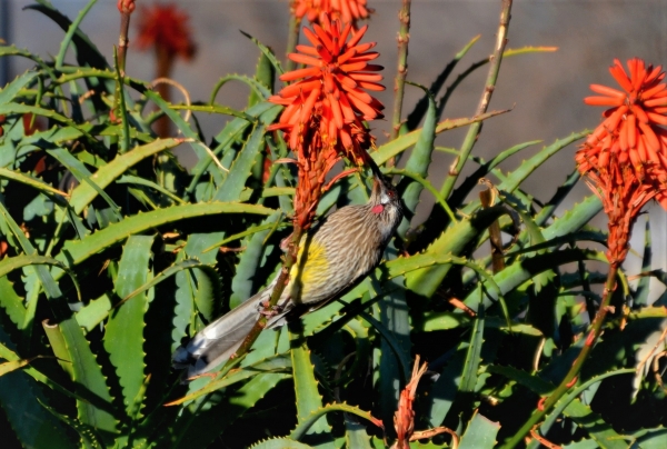 Zdjęcie z Australii - Koralicowiec czerwony spija nektar z kwiatu aloesu