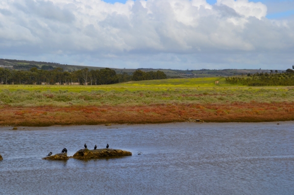 Zdjęcie z Australii - Rezeka Onkaparinga i kormorania kloda po srodku