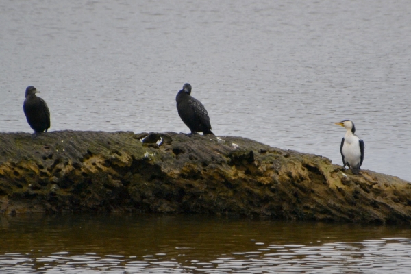 Zdjęcie z Australii - Dwa kormorany bruzdodziobe i kormoran bialolicy