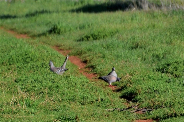 Zdjęcie z Australii - Aborygenki długoczube na szlaku