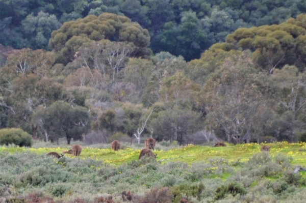 Zdjęcie z Australii - kangury