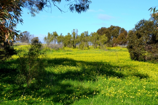 Zdjęcie z Australii - Kolor żółty dominuje wsrod wiosennych kwiatow Poludniowej Australii