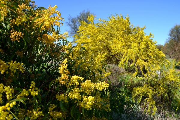 Zdjęcie z Australii - Dwa rozne krzewy i obydwa kwitna na żółto 