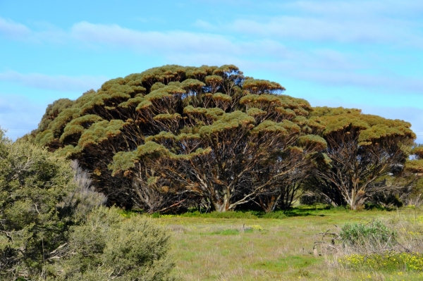 Zdjęcie z Australii - Ciekawy gatunek eukalitusa