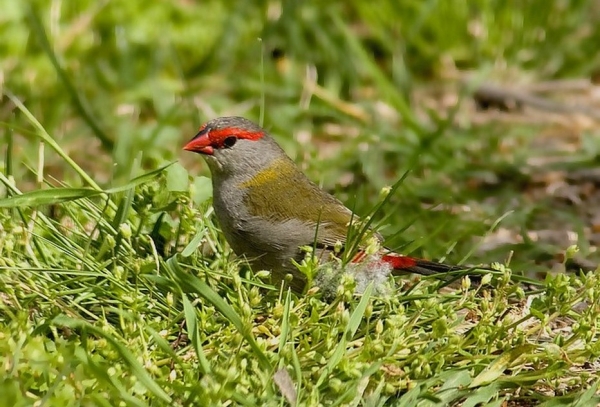Zdjęcie z Australii - Krasnogonek czerwonobrewy