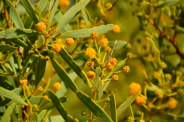 Zdjęcie z Australii - Pomaranczowe kwiaty i zielonozolte liscie