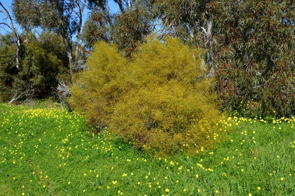 Zdjęcie z Australii - Pomaranczowe kwiaty i zielonozolte liscie