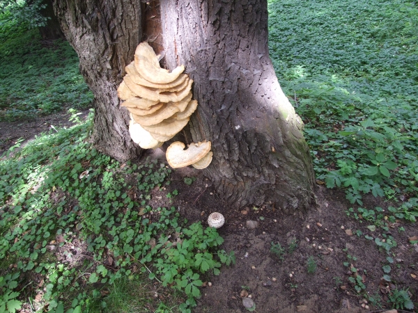 Zdjęcie z Polski - grzybobranie w parku