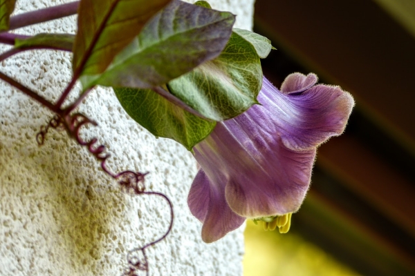 Zdjęcie z Polski - kieliszek, czyli kwitnąca kobea, na którą mój małż mówi: kobyła:) 