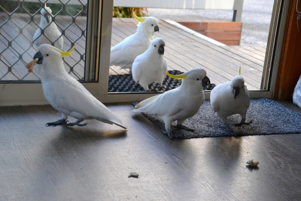 Zdjęcie z Australii - Po paru dniach ptasi goscie wchodzili juz do naszego domku :)