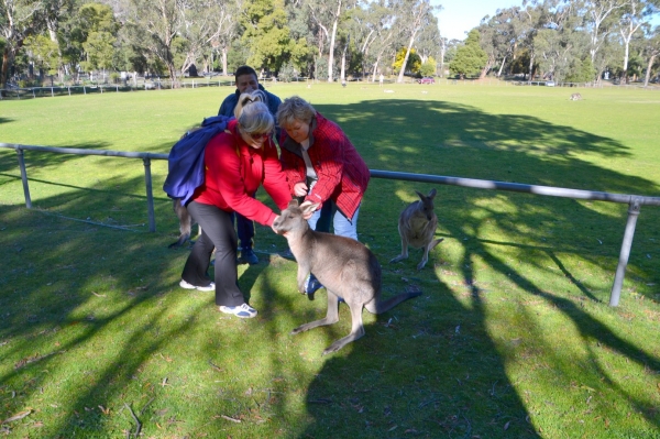 Zdjęcie z Australii - Z DZIKIMI kangurami przy stadionie w Halls Gap
